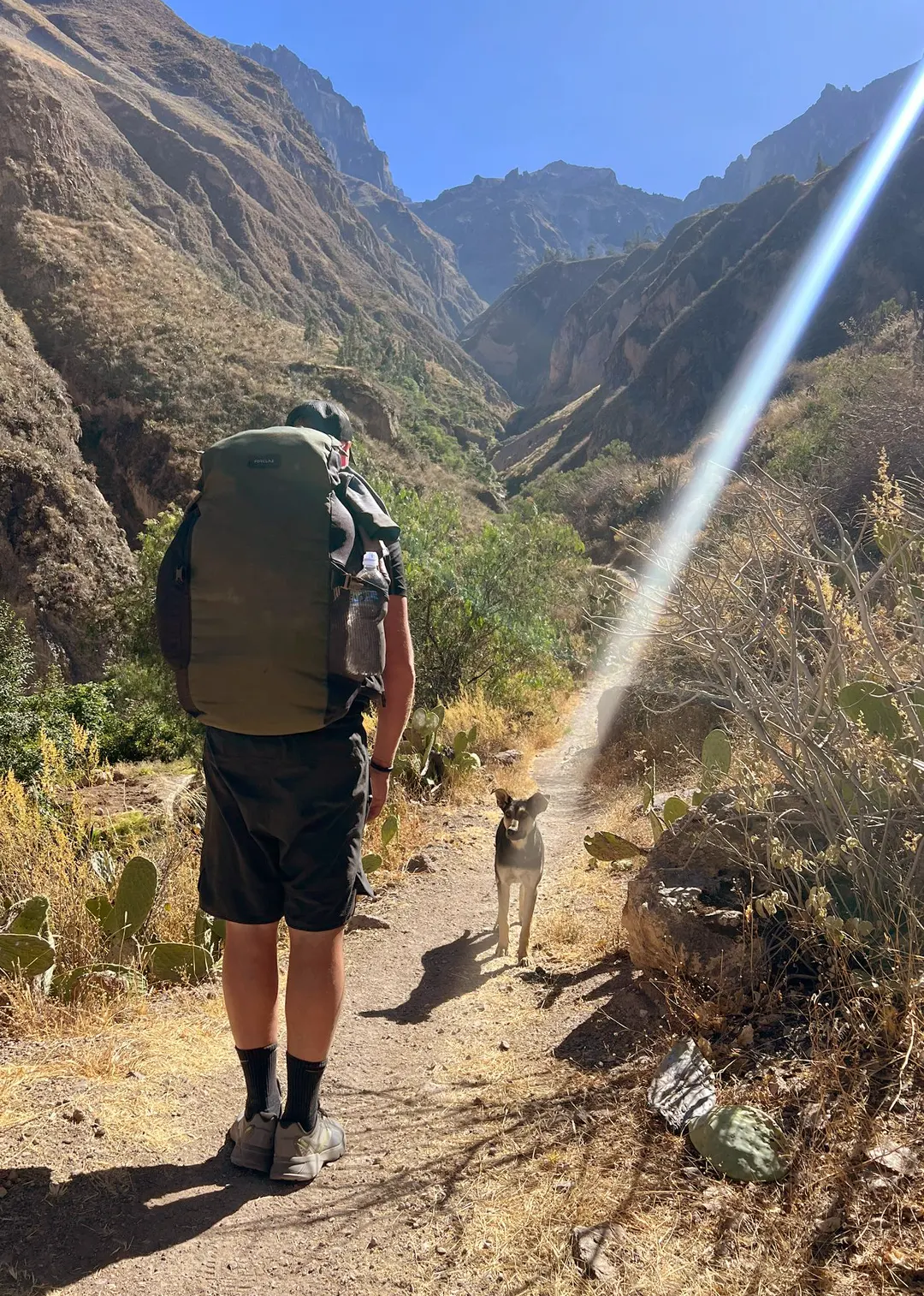 Colca Canyon Doggy