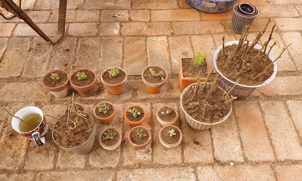 flowerbeds on the floor